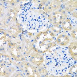 Coactosin-Like Protein (COTL1) Antibody