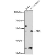 Western blot analysis of extracts of various cell lines using PISD Antibody (1/3000 dilution).
