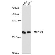 Western blot analysis of extracts of various cell lines using MRPS28 Antibody (1/3000 dilution).