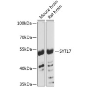 Western blot analysis of extracts of various cell lines using SYT17 Antibody (1/3000 dilution).