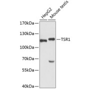 Western blot analysis of extracts of various cell lines using TSR1 Antibody (1/3000 dilution).