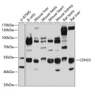 Western blot analysis of extracts of various cell lines using CDH23 Antibody (1/1000 dilution).