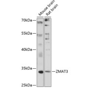 abx003748