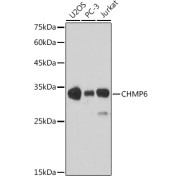 Western blot analysis of extracts of various cell lines using CHMP6 Antibody (1/1000 dilution).