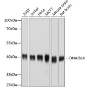 Western blot analysis of extracts of various cell lines using DNAJB14 Antibody (1/1000 dilution).