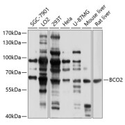 Western blot analysis of extracts of various cell lines using BCO2 Antibody (1/1000 dilution).