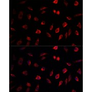 abx003925