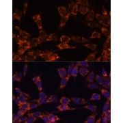 Immunofluorescence analysis of NIH-3T3 cells using UBE2F Antibody (1/100 dilution). Blue: DAPI for nuclear staining.