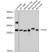 Western blot analysis of extracts of various cell lines using VTI1A Antibody (1/1000 dilution).