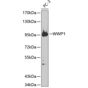 Western blot analysis of extracts of PC-3 cells using WWP1 Antibody.