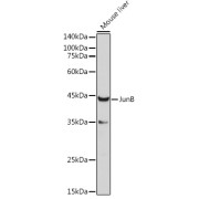 Western blot analysis of extracts of Mouse liver using JunB Antibody (1/1000 dilution).