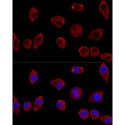Confocal immunofluorescence analysis of L929 cells using DAO Antibody (1/100 dilution). Blue: DAPI for nuclear staining.