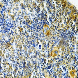 Glutaredoxin 1 (GLRX) Antibody
