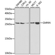 Western blot analysis of extracts of various cell lines using GMNN Antibody (1/1000 dilution).