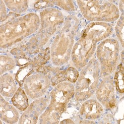 Prostaglandin E Synthase 3 (PTGES3) Antibody