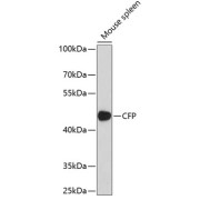 Western blot analysis of extracts of mouse spleen using CFP Antibody (1/1000 dilution).