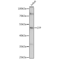 Properdin (CFP) Antibody