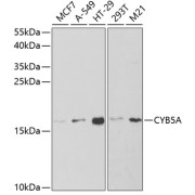 Western blot analysis of extracts of various cell lines using CYB5A Antibody (1/1000 dilution).