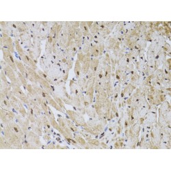 Checkpoint Protein HUS1 (HUS1) Antibody