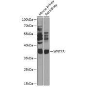 Western blot analysis of extracts of various cell lines using WNT7A Antibody (1/1000 dilution).