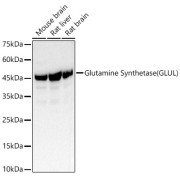 Western blot analysis of various lysates using Glutamine Synthetase Antibody (1/400 dilution).