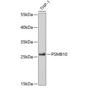 Western blot analysis of extracts of THP-1 cells using PSMB10 Antibody (1/50 dilution)00.