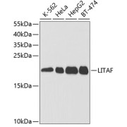 Western blot analysis of extracts of various cell lines using LITAF Antibody (1/1000 dilution).