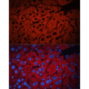 Immunofluorescence analysis of Mouse liver using PEX19 Antibody (1/100 dilution). Blue: DAPI for nuclear staining.