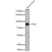 Western blot analysis of extracts of Mouse liver using TLE1 Antibody (1/1000 dilution).