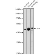 Western blot analysis of extracts of various cell lines using CTSA Antibody (1/1000 dilution).