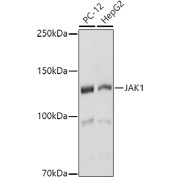 Western blot analysis of extracts of various cell lines using JAK1 Antibody (1/1000 dilution).