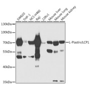 Western blot analysis of extracts of various cell lines using L-Plastin/LCP1 Antibody (1/1000 dilution).