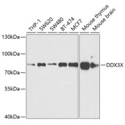 Western blot analysis of extracts of various cell lines using DDX3X Antibody (1/1000 dilution).
