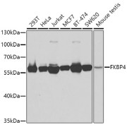 Western blot analysis of extracts of various cell lines using FKBP4 Antibody (1/1000 dilution).