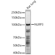Western blot analysis of extracts of Rat lung using NLRP3 Antibody (1/1000 dilution).