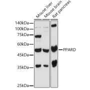 abx004326