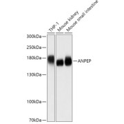 abx004330