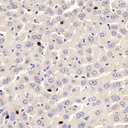 Leptin (LEP) Antibody
