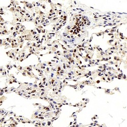 Leptin (LEP) Antibody