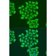 Immunofluorescence analysis of U2OS cells using BNIP3 Antibody (1/100 dilution). Blue: DAPI for nuclear staining.