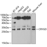 Western blot analysis of extracts of various cell lines using CRYGD Antibody (1/1000 dilution).