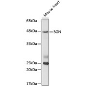 abx004418