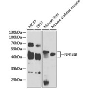 Western blot analysis of extracts of various cell lines using NFKBIB Antibody (1/1000 dilution).