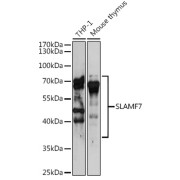 Western blot analysis of extracts of various cell lines using SLAMF7 Antibody (1/3000 dilution).