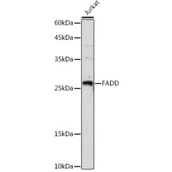 FAS-Associated Death Domain Protein (FADD) Antibody