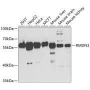 Western blot analysis of extracts of various cell lines using PTPIP51/RMDN3 Antibody (1/1000 dilution).