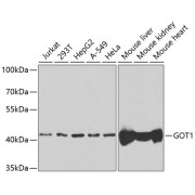 Western blot analysis of extracts of various cell lines using GOT1 Antibody (1/1000 dilution).
