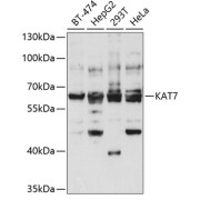Western blot analysis of extracts of various cell lines using KAT7 Antibody (1/1000 dilution).