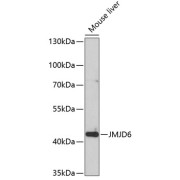 Western blot analysis of extracts of Mouse liver using JMJD6 Antibody (1/1000 dilution).