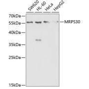Western blot analysis of extracts of various cell lines using MRPS30 Antibody (1/1000 dilution).